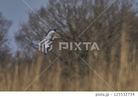 Grey Heron in flight 125532734
