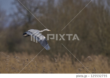 Grey Heron in flight 125532735