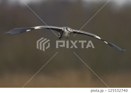 Grey Heron in flight Grey Heron in flight 125532740
