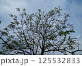 樹木 125532833