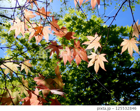 もみじの若葉 125532846