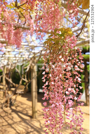 青空に映える藤の花 125532904