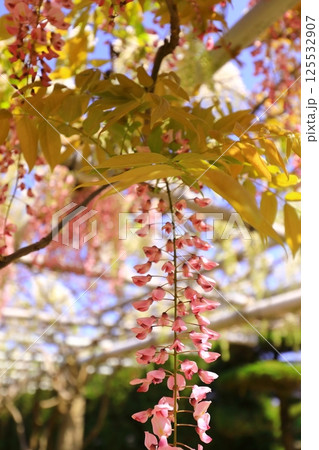 青空に映える藤の花 青空に映える藤の花 125532907