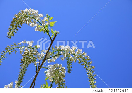 青空に映える藤の花 125532913