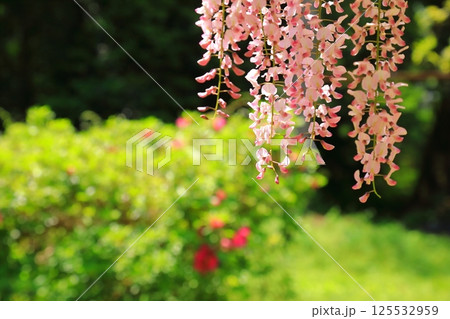 神社に咲く藤の花 125532959