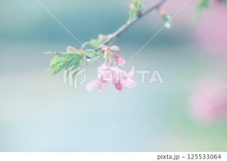 雨に濡れた桜のアップ 125533064