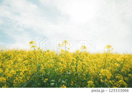 満開の菜の花と空 満開の菜の花と空 125533066