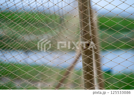 Close view of a fishing net supported by wooden posts near a tranquil waterway in a lush green landscape Close view of a fishing net supported by wooden posts near a tranquil waterway in a lush green landscape 125533086