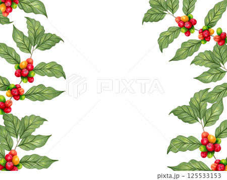 Frame of red arabica coffee beans on a branch with berries.. International coffee day. Perfect food menu, cafe concept, restaurant element, recipe book. Frame of red arabica coffee beans on a branch with berries.. International coffee day. Perfect food menu, cafe concept, restaurant element, recipe book. 125533153