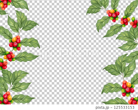 Frame of red arabica coffee beans on a branch with berries.. International coffee day. Perfect food menu, cafe concept, restaurant element, recipe book. Frame of red arabica coffee beans on a branch with berries.. International coffee day. Perfect food menu, cafe concept, restaurant element, recipe book. 125533153