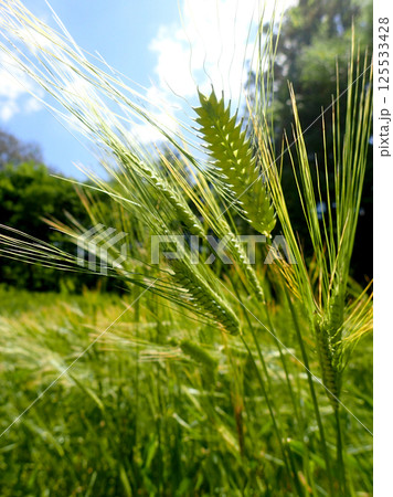 春日大社万葉植物園の二条オオムギ 春日大社万葉植物園の二条オオムギ 125533428
