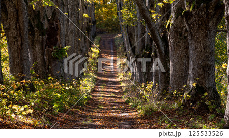 A tranquil forest path lined with trees showcasing vibrant autumn colors during daylight A tranquil forest path lined with trees showcasing vibrant autumn colors during daylight 125533526