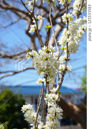 白花蘇芳 125533563