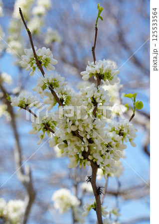 白花蘇芳 白花蘇芳 125533564