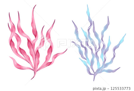 Pink, blue seaweed branch. Watercolor, marker illustration. Hand drawn isolated elements. Natural form of marine flora. Clip art of ocean botanical underwater plants for marine style design, cards 125533773