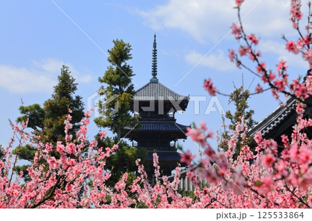 【岡山県】花桃が咲く春の備中国分寺（花桃と五重塔） 125533864