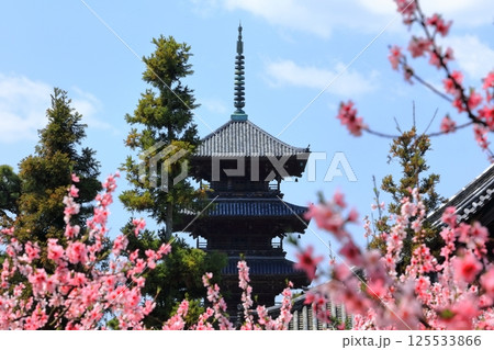 【岡山県】花桃が咲く春の備中国分寺（花桃と五重塔） 125533866