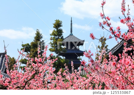 【岡山県】花桃が咲く春の備中国分寺（花桃と五重塔） 125533867