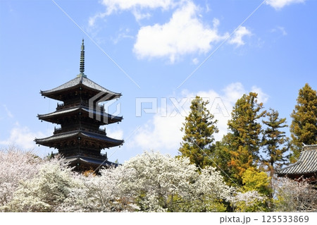 【岡山県】桜咲く春の備中国分寺(桜と五重塔) 【岡山県】桜咲く春の備中国分寺(桜と五重塔) 125533869
