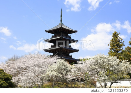 【岡山県】桜咲く春の備中国分寺(桜と五重塔) 【岡山県】桜咲く春の備中国分寺(桜と五重塔) 125533870