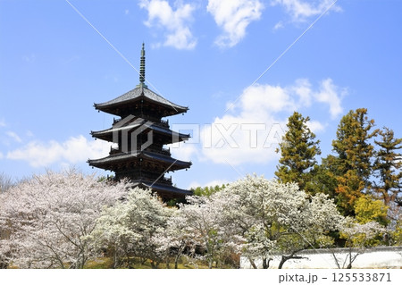 【岡山県】桜咲く春の備中国分寺（桜と五重塔） 125533871