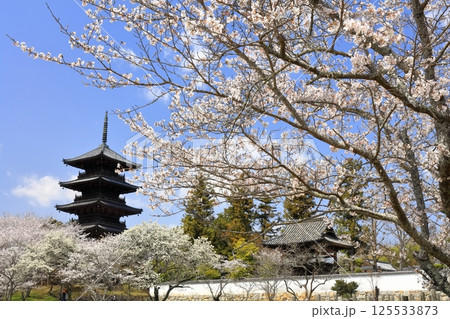 【岡山県】桜咲く春の備中国分寺（桜と五重塔） 125533873