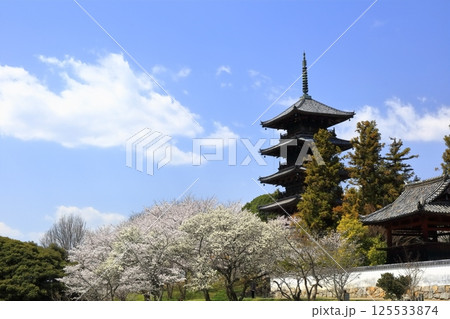 【岡山県】桜咲く春の備中国分寺（桜と五重塔） 125533874