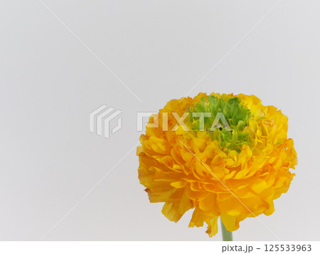 オレンジ色のラナンキュラスの花【Ranunculus】 125533963
