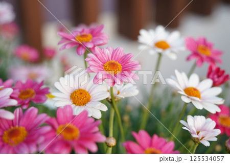 A garden full of daisy flowers of various colors 125534057