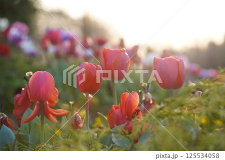 A field of red tulips in full bloom under the sunlight 125534058