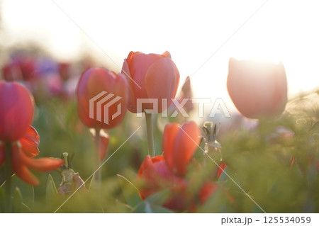 A field of red tulips in full bloom under the sunlight 125534059