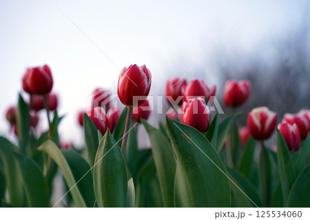 A field of red tulips in full bloom under the sunlight 125534060