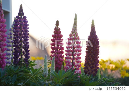 Purple lupine flowers in full bloom in the sunlight 125534062