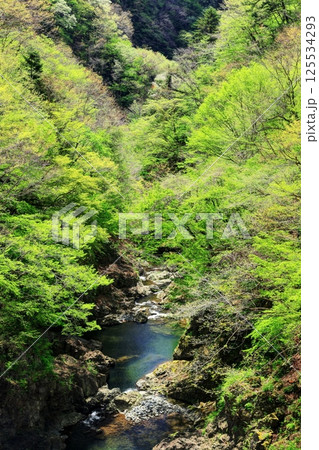 小河内ダム直下の多摩川の新緑 125534293