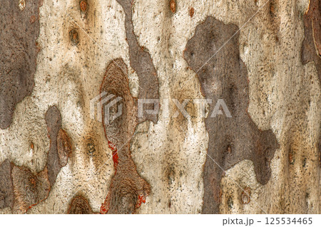Eucalyptus Tree Bark 125534465