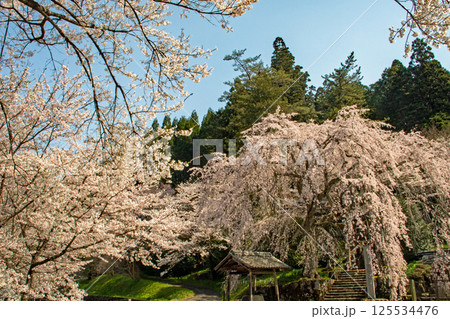 青空の下、咲き誇る森山神社のしだれ桜 青空の下、咲き誇る森山神社のしだれ桜 125534476