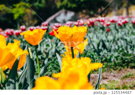 黄色いチューリップ 125534487