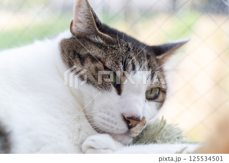 窓辺でくつろぐ猫 キジトラ白 窓辺でくつろぐ猫 キジトラ白 125534501