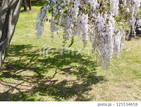 フジ、満開! フジ、満開! 125534658