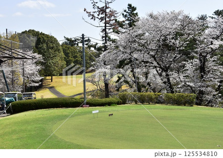 神奈川県　川崎国際生田緑地ゴルフ場と満開サクラ 125534810