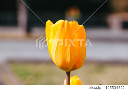 黄色いチューリップ 125534822