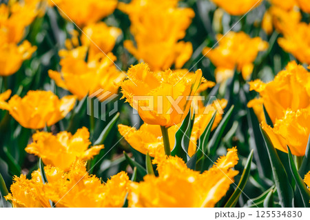 黄色いチューリップ 黄色いチューリップ 125534830