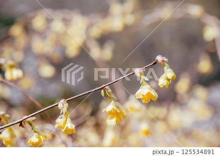 朝日を浴びて輝く満開のロウバイ 朝日を浴びて輝く満開のロウバイ 125534891
