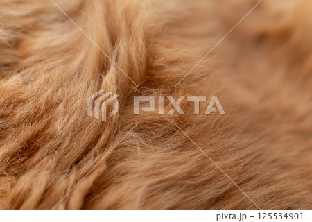 猫の毛並み 茶トラ猫 猫の毛並み 茶トラ猫 125534901