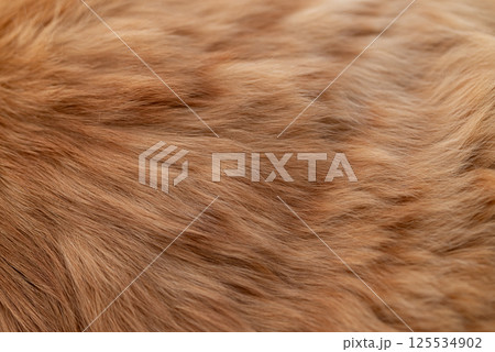猫の毛並み 茶トラ猫 猫の毛並み 茶トラ猫 125534902