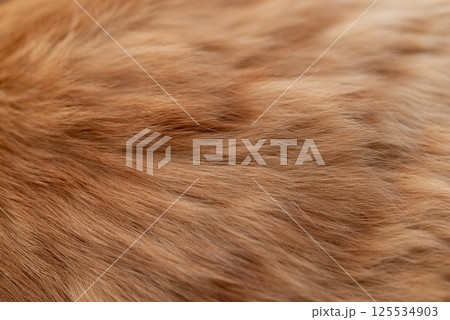 猫の毛並み 茶トラ猫 猫の毛並み 茶トラ猫 125534903