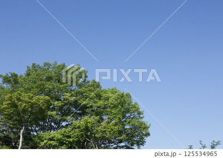 新緑と青空 125534965