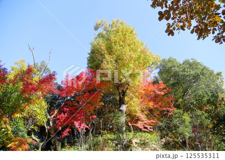 鮮やか　紅葉　もみじ 125535311