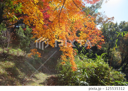 鮮やか　黄葉　もみじ 125535312