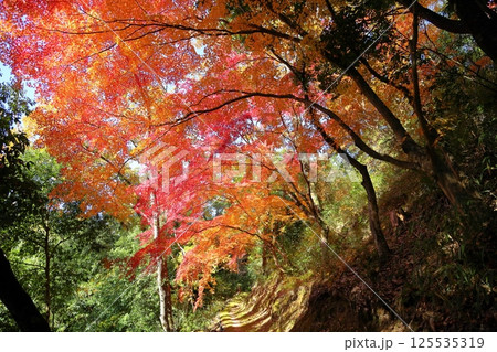 鮮やか　日向のもみじ 125535319